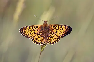 Boloria: Small Pearl-bordered Fritillary (Boloria selene