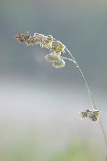 Droplets: Small Pearl-bordered Fritillary (Boloria selene) resting