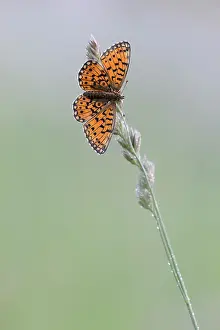 Nemzeti: Small Pearl-bordered Fritillary (Boloria selene) resting on