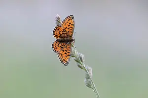Nemzeti: Small Pearl-bordered Fritillary (Boloria selene) resting on