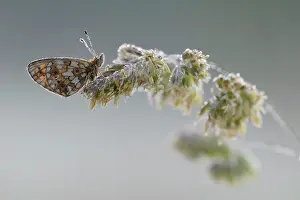 Droplets: Small Pearl-bordered Fritillary (Boloria selene) resting