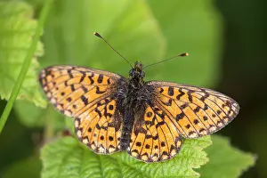 Clossiana: Small Pearl Bordered Fritillary Butterfly