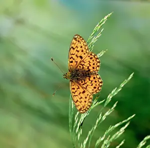Boloria: Small pearl-bordered fritillary BUTTERFLY