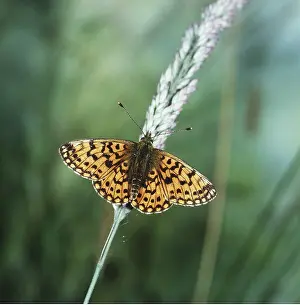 Bordered: Small pearl-bordered Fritillary BUTTERFLY
