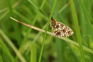 Clossiana: Small Pearl-bordered Fritillary (Clossiana selene)