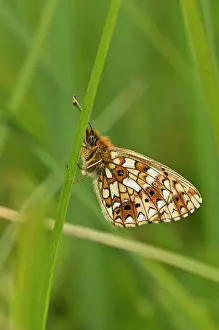 Clossiana: Small Pearl-bordered Fritillary (Clossiana selene)