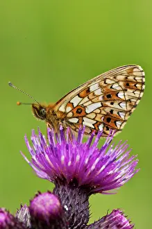 Clossiana: Small Pearl-bordered Fritillary (Clossiana selene)