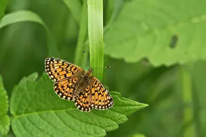 Clossiana: Small Pearl-bordered Fritillary (Clossiana selene)