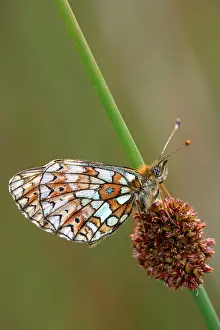 Clossiana: Small Pearl-bordered Fritillary - on soft rush