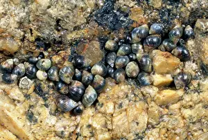 Periwinkle: Small Periwinkles - in seashore rock crevice