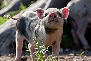 Inquisitive: Small pig, piglet (Sus scrofa domestica)