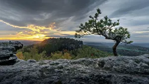 Saxon: Small pine at the Papststein, Elbe Sandstone Mountains