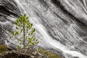 Gibbon: Small pine tree and Gibbon Falls, Yellowstone National