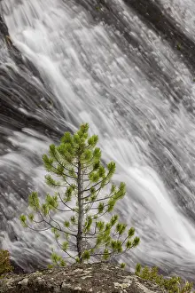 Gibbon: Small pine tree and Gibbon Falls, Yellowstone National