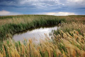 Windblown: Small pond between windblown reeds