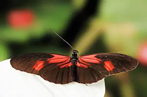 Crimson: Small Postman, Red Passion Flower Butterfly, Crimson-Patched