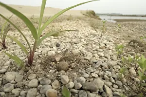 Mekong: Small Pratincole nest and egg