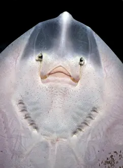Nostrils: Small Ray, probably Spotted Ray, seen from below