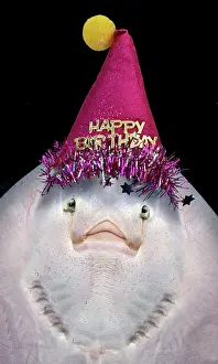 Nostrils: Small Ray seen from below showing gills mouth and nostrils
