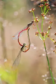 Paired: Small Red Damselflies - paired