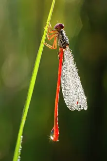 Damsel: Small Red Damselfly