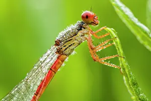 Damsel: Small Red Damselfly