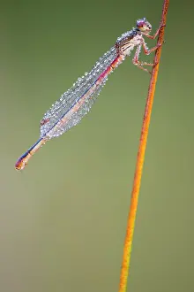 Tenellum: Small Red Damselfly