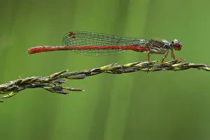 Damselfly: Small Red Damselfly (Ceriagrion tenellum) resti