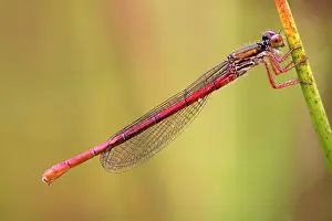 Tenellum: Small Red Damselfly - female
