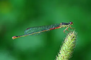 Tenellum: Small Red Damselfly female
