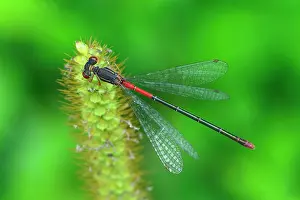Tenellum: Small Red Damselfly female