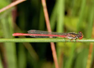 Damselfly: Small Red Damselfly - male perched