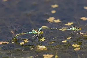 Ditch: Small Red-eyed Damselfly