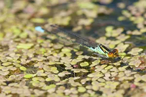Ditch: Small Red-eyed Damselfly