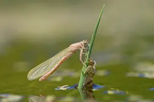Ditch: Small Red-eyed Damselfly