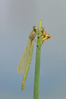 Ditch: Small Red-eyed Damselfly