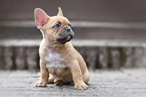 Stairway: Small red fawn colored French Bulldog dog puppy