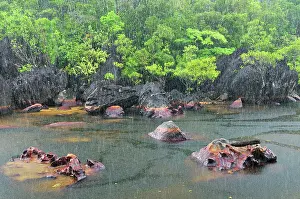 Rainfall: Small river with heavy rainfall