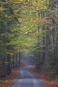 270318: Small road in a beech forest in autumn - Bavaria