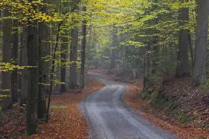 270318: Small road in a beech forest in autumn - Bavaria