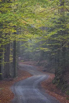 Driving: Small road in a beech forest in autumn - Bavaria