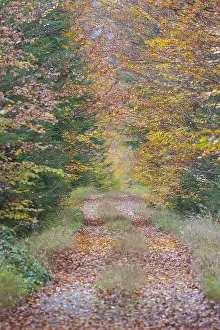 Driving: Small road in a beech forest in autumn - Bavaria