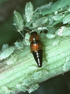 Biocontrol: A small rove beetle with aphids