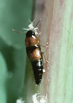 Biocontrol: A small rove beetle with aphids