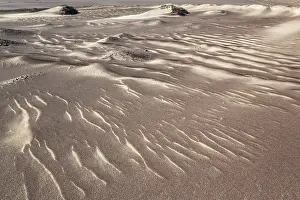 Desertscape: Small sand heaps form around the sparse vegetation in the Namib Desert