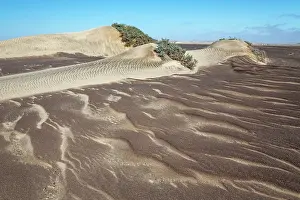 Desertscape: Small sand heaps form around the sparse vegetation in the Namib Desert