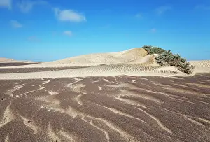 Desertscape: Small sand heaps form around the sparse vegetation in the Namib Desert