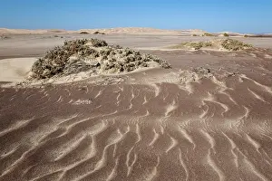 Desertscape: Small sand heaps form around the sparse vegetation in the Namib Desert
