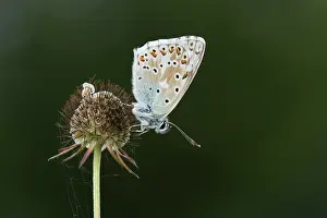 Scabious: Small Scabious