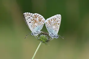 Scabious: Small Scabious